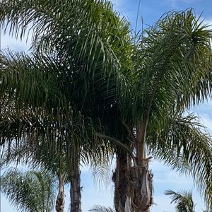 Meet your Posher, Joy